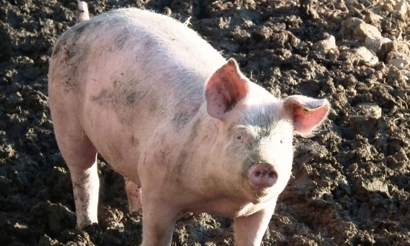 ossa mascella staminali ossa maiale