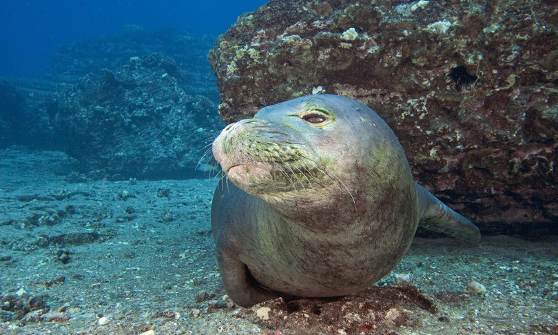 Lampedusa Foca Monaca