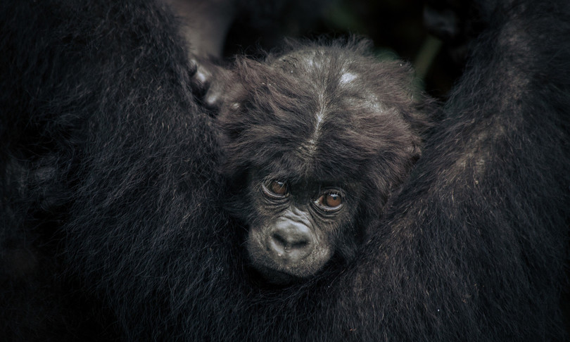 congo boom consumo carne selvatica covid