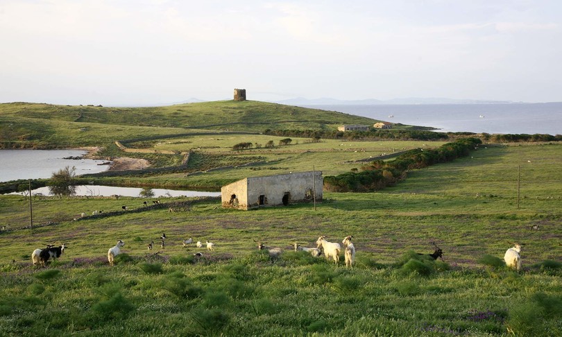 asinara via animali carcere
