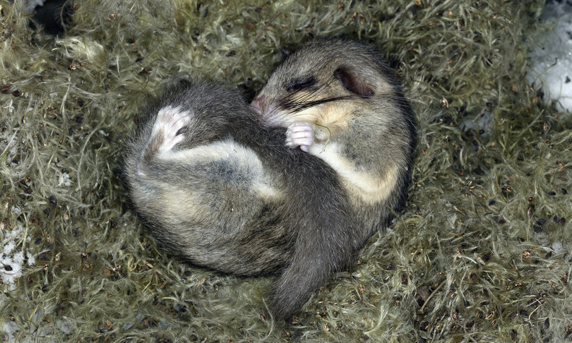 Ghiro cade da albero continua a dormire