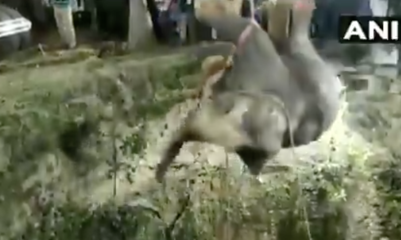 elefante cade in un pozzo soccorso dopo 14 ore