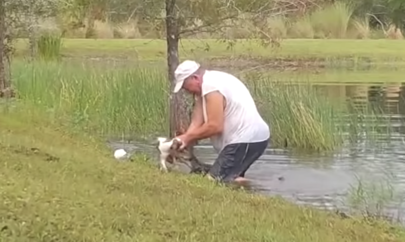 usa pensionato salva cane alligatore video