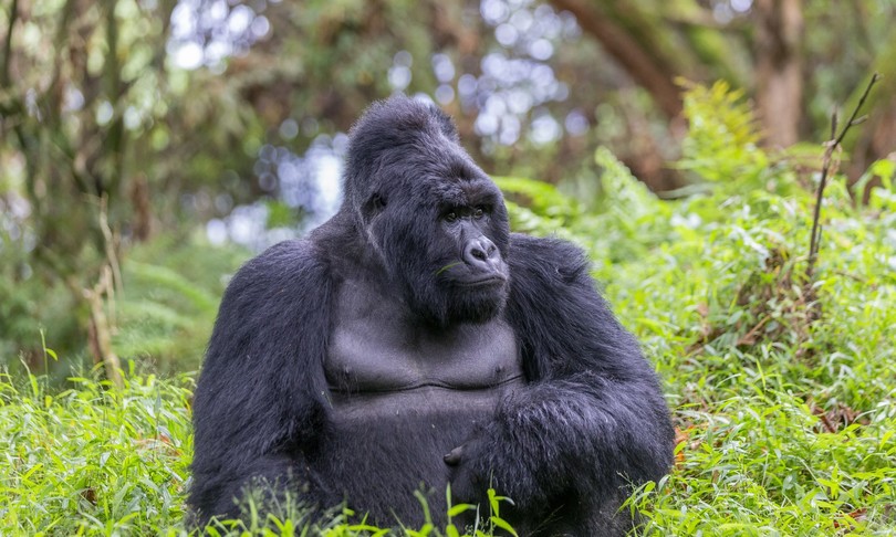 vaccino covid reithera virus gorilla