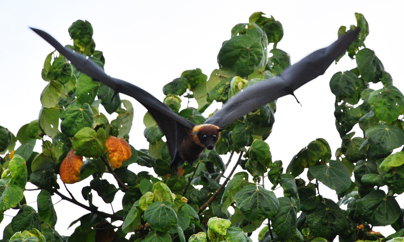scoperti virus parenti sars cov 2 pipistrelli covid