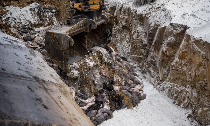 visoni abbattuti danimarca riemergono zombi