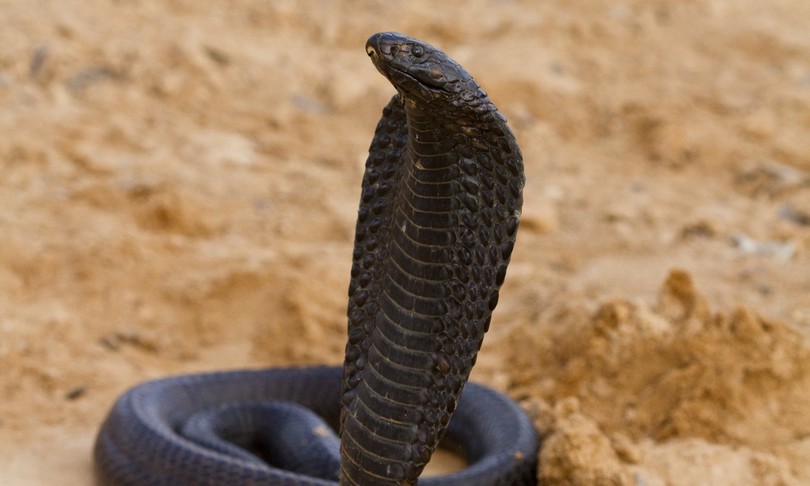 morso cobra covid dengue malaria