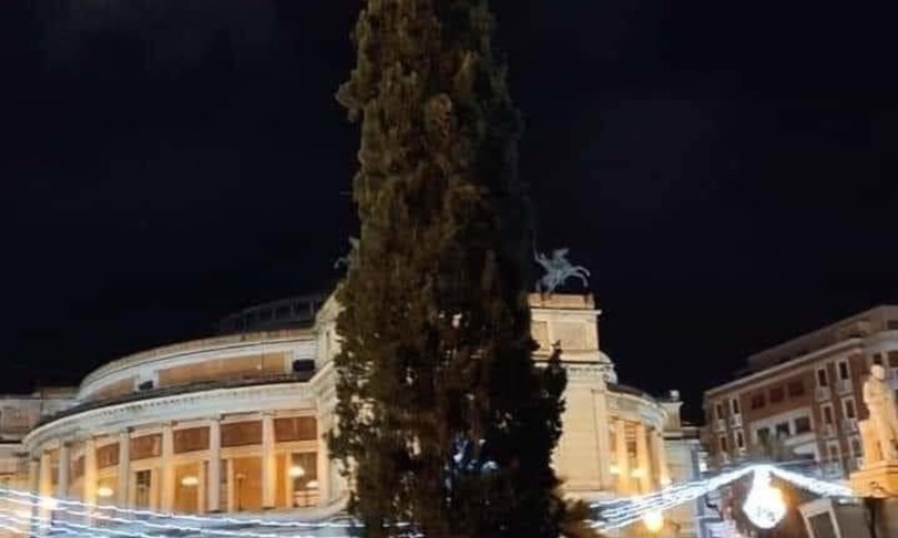 cipresso albero natale Palermo