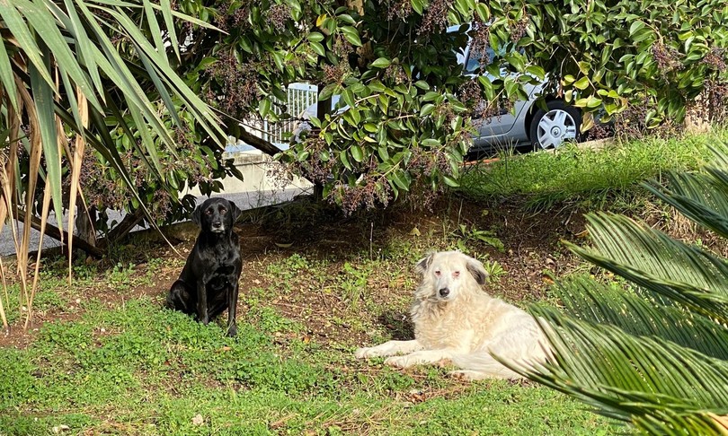 cani di quartiere adozione randagi gifoni sei casali