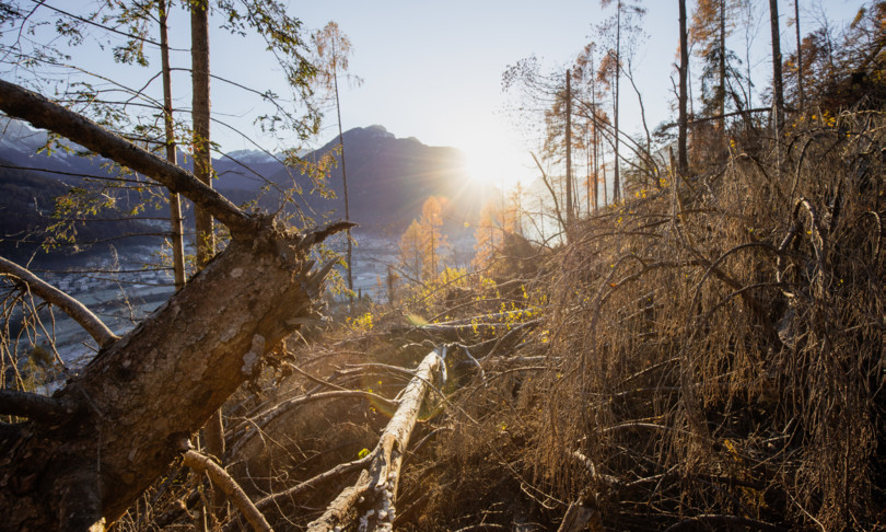 ​luxottica recupera foresta distrutta tempesta vaia