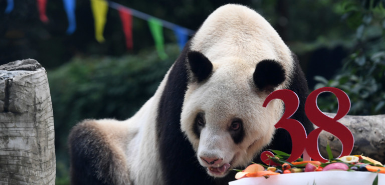 Addio A Xinxing Il Panda In Cattivita Piu Vecchio Del Mondo
