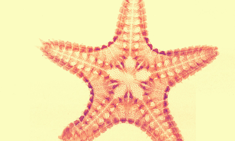 stelle marine spie cambiamenti climatici
