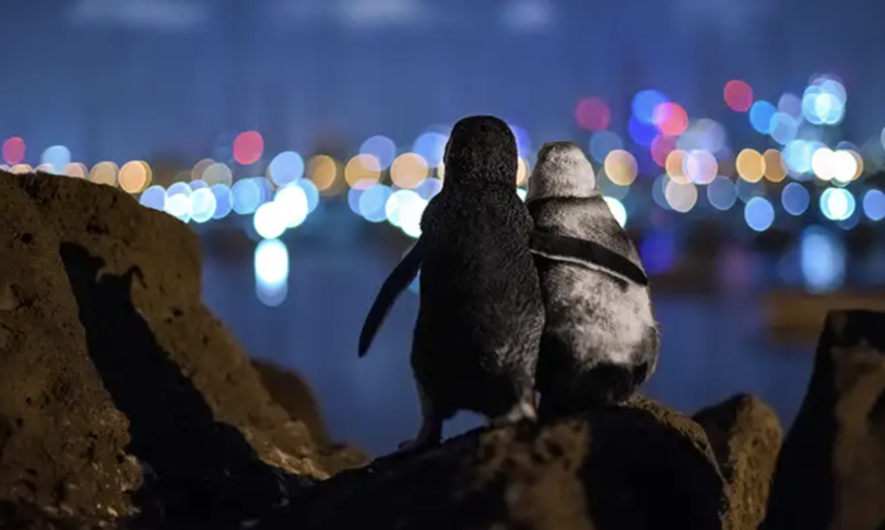 pinguini vedovi si consolano foto anno