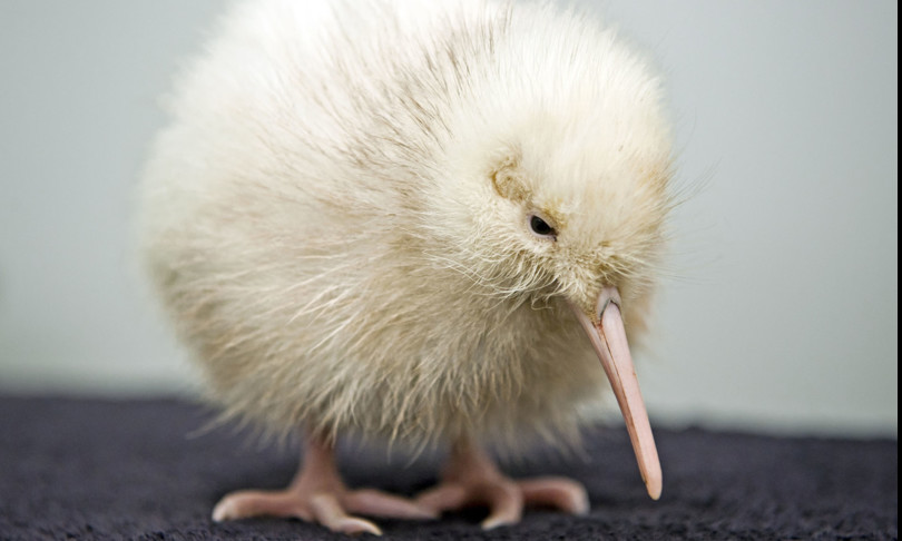 morto raro kiwi bianco manukura nuova zelanda