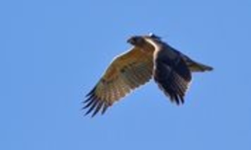aquile bonelli morte folgorate