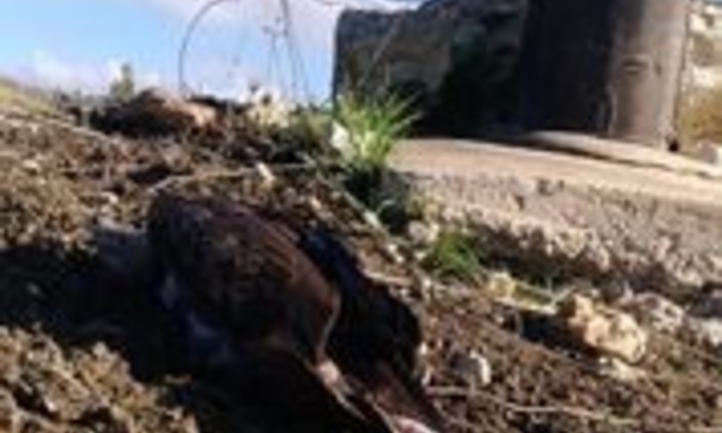 aquile bonelli morte folgorate
