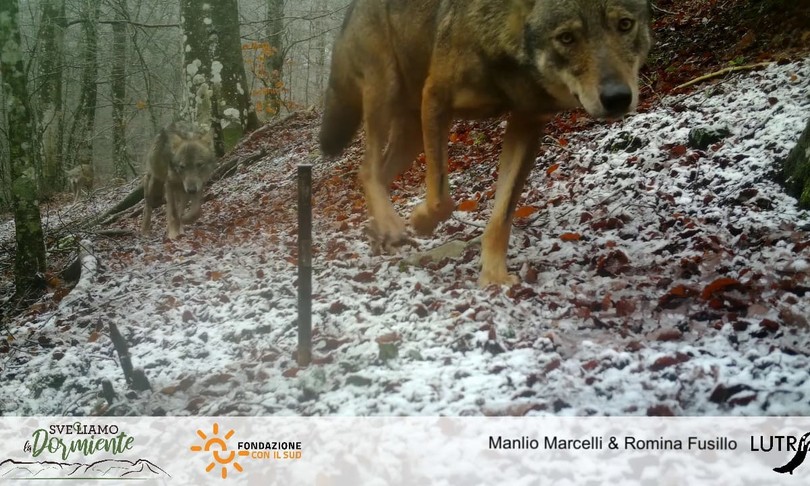 lupi montagna animali taburno