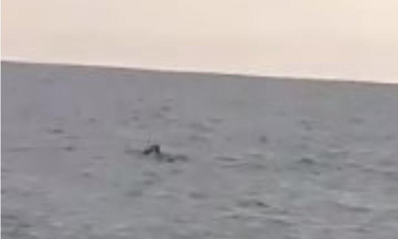 foca monaca tornata Salento