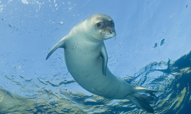 foca monaca tornata Salento