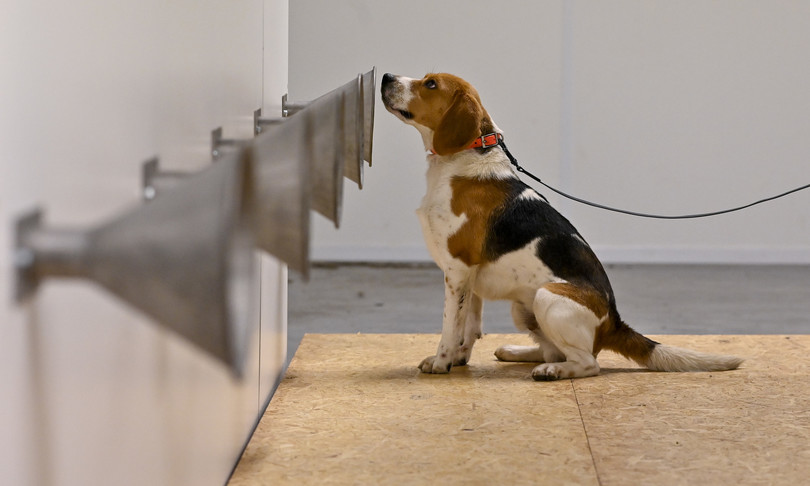 scuola di Bolzano cani anti Covid cercano tracce virus