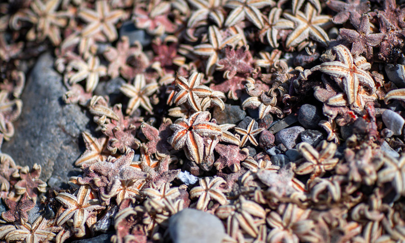 stelle marine affogano cambiamenti climatici