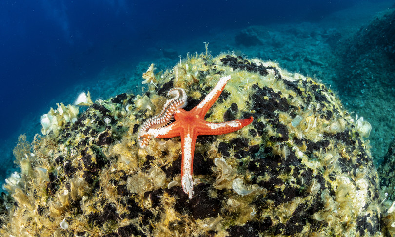 stelle marine affogano cambiamenti climatici