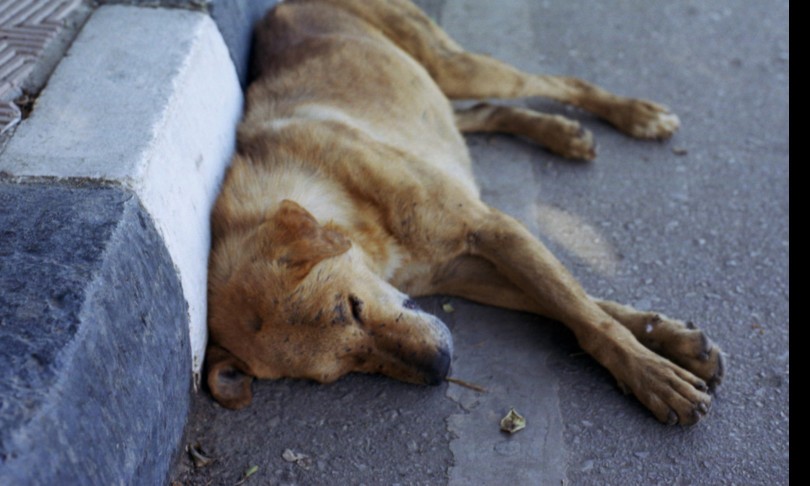 cani avvelenati