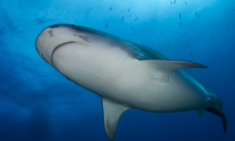 scienza squali megalodonti cannibalismo