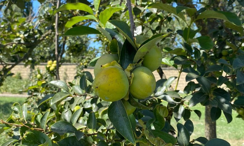 imprenditore green napoli orto biologico officina