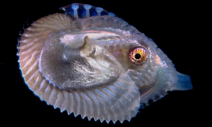 concorso mollusco anno candidato italiano polpo argonauta