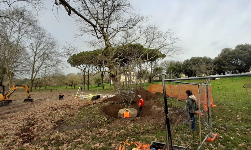 villa borghese piantato platano clonato