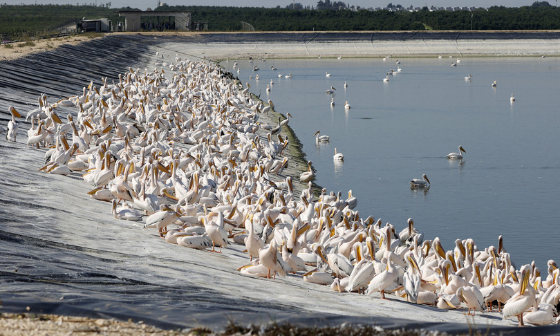misteriosa morte pellicani senegal