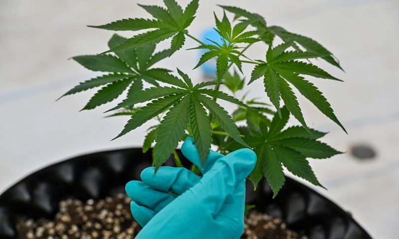 cannabis prima consegna ospedale sicilia