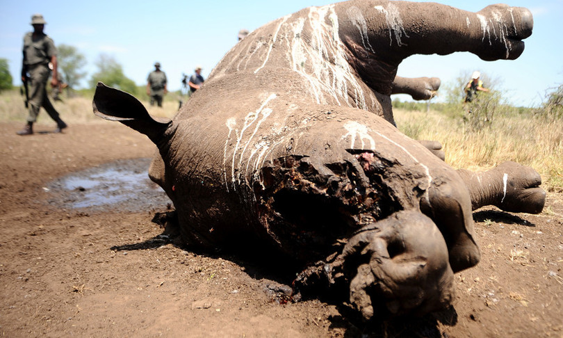 bracconaggio rinoceronti uccisi africa estinzione