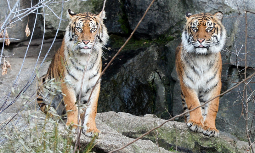 due tigri fuggono da zoo indonesia una abbattuta