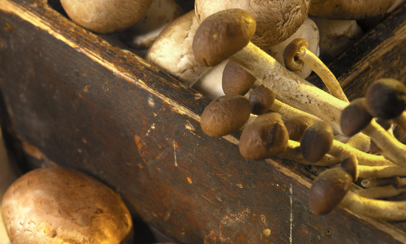 edilizia futuro funghi cemento