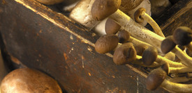 L'edilizia del futuro? Funghi al posto del cemento