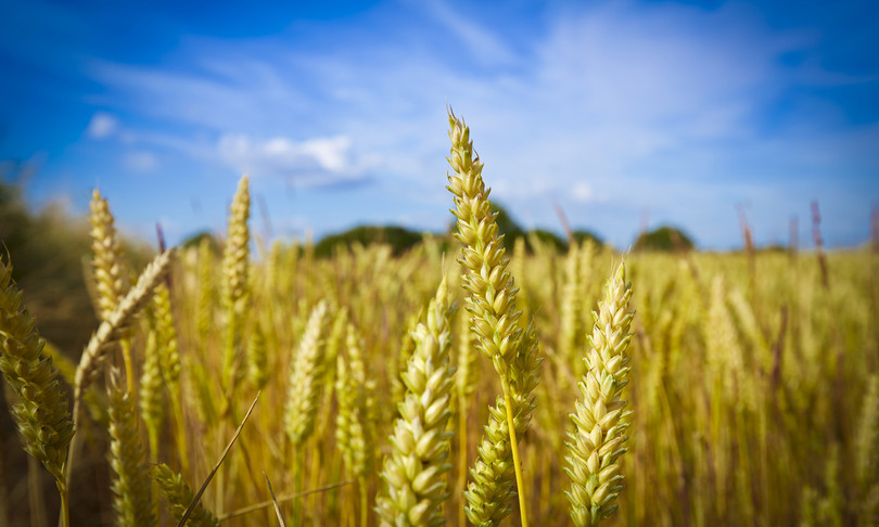 turchia studia grano resistente siccita