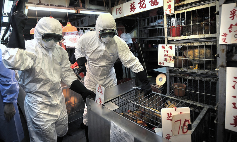 primo caso trasmissione a uomo di influenza aviaria h5n8