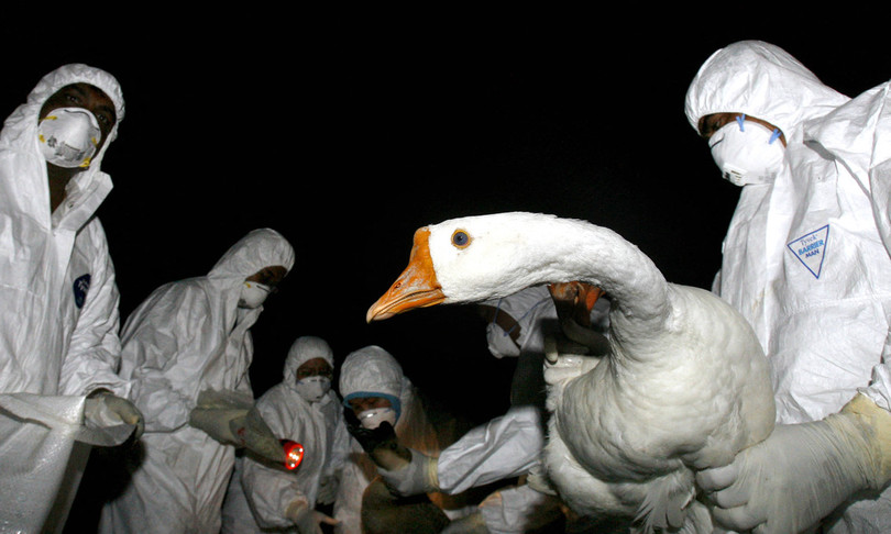 primo caso trasmissione a uomo di influenza aviaria h5n8