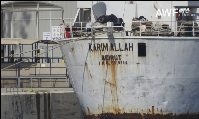 vitelli nave mediterraneo denuncia animalisti cagliari