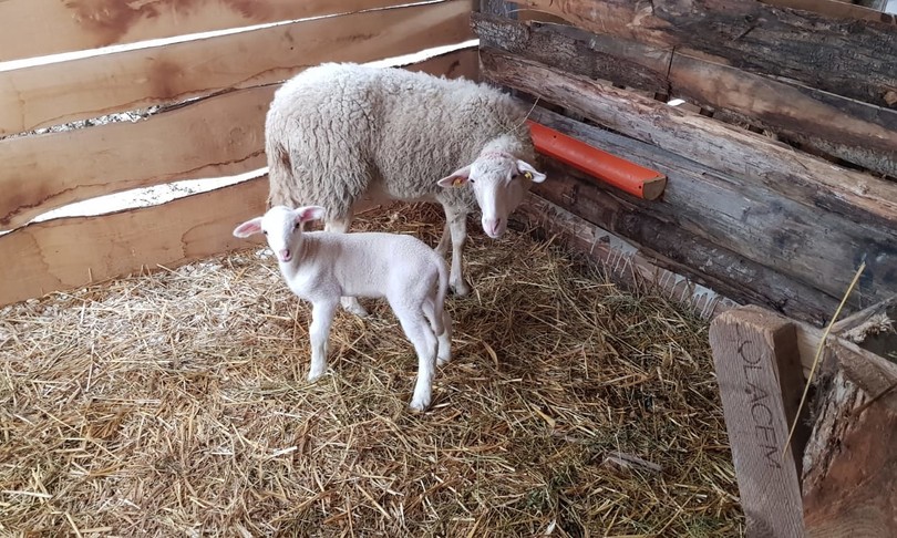 agnello carcere Ancona Boss
