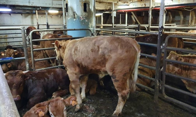vitelli bloccati nave spagna sospeso abbattimento