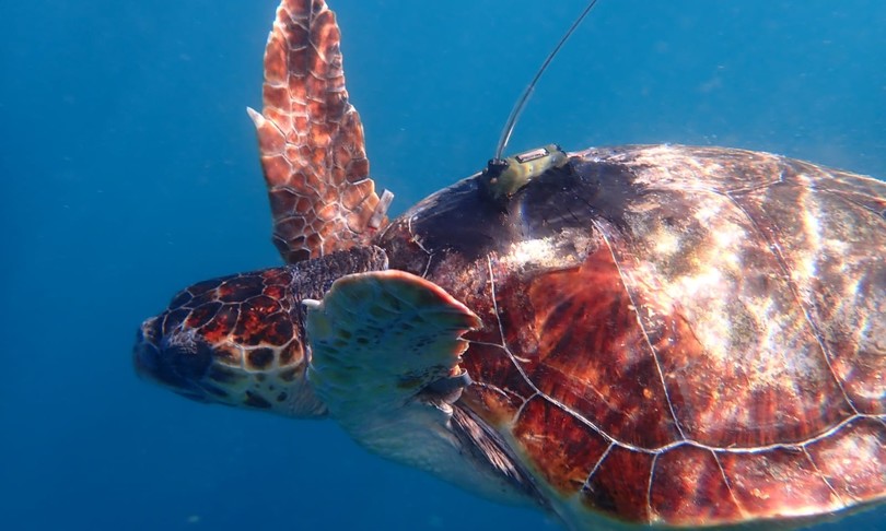 tartaruga eleonora salvata due volte