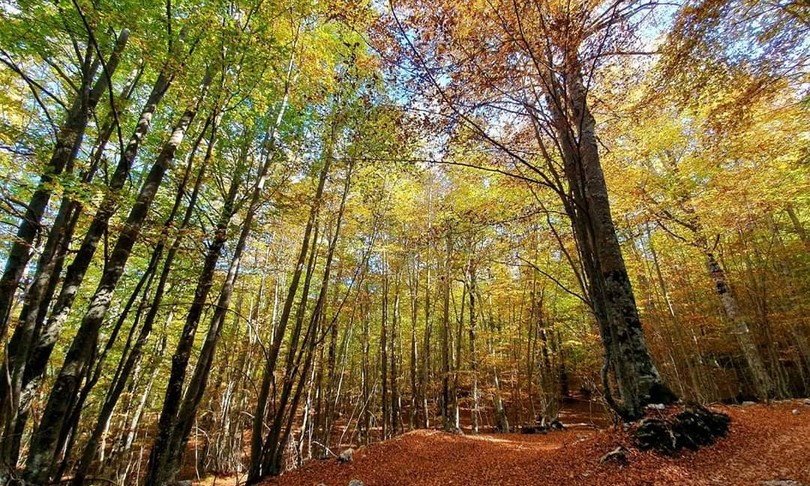 biomattonella scarti boschi cilento