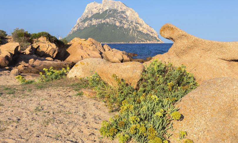 Covid Sardegna bianco arancione stupore proteste