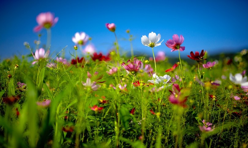 meteo arriva esplosione primavera