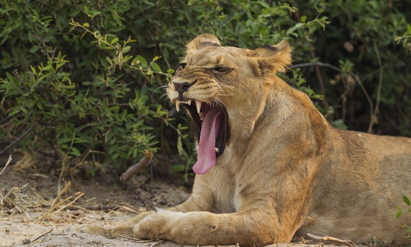 Animali leone pantera caimano