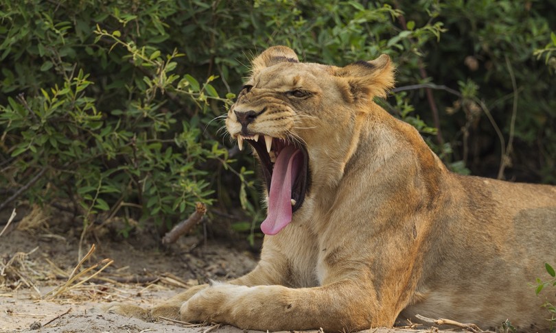 Animali leone pantera caimano 
 