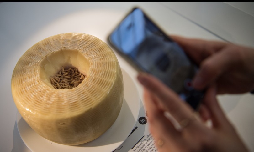 Casu marzu Sardegna formaggio Cnn